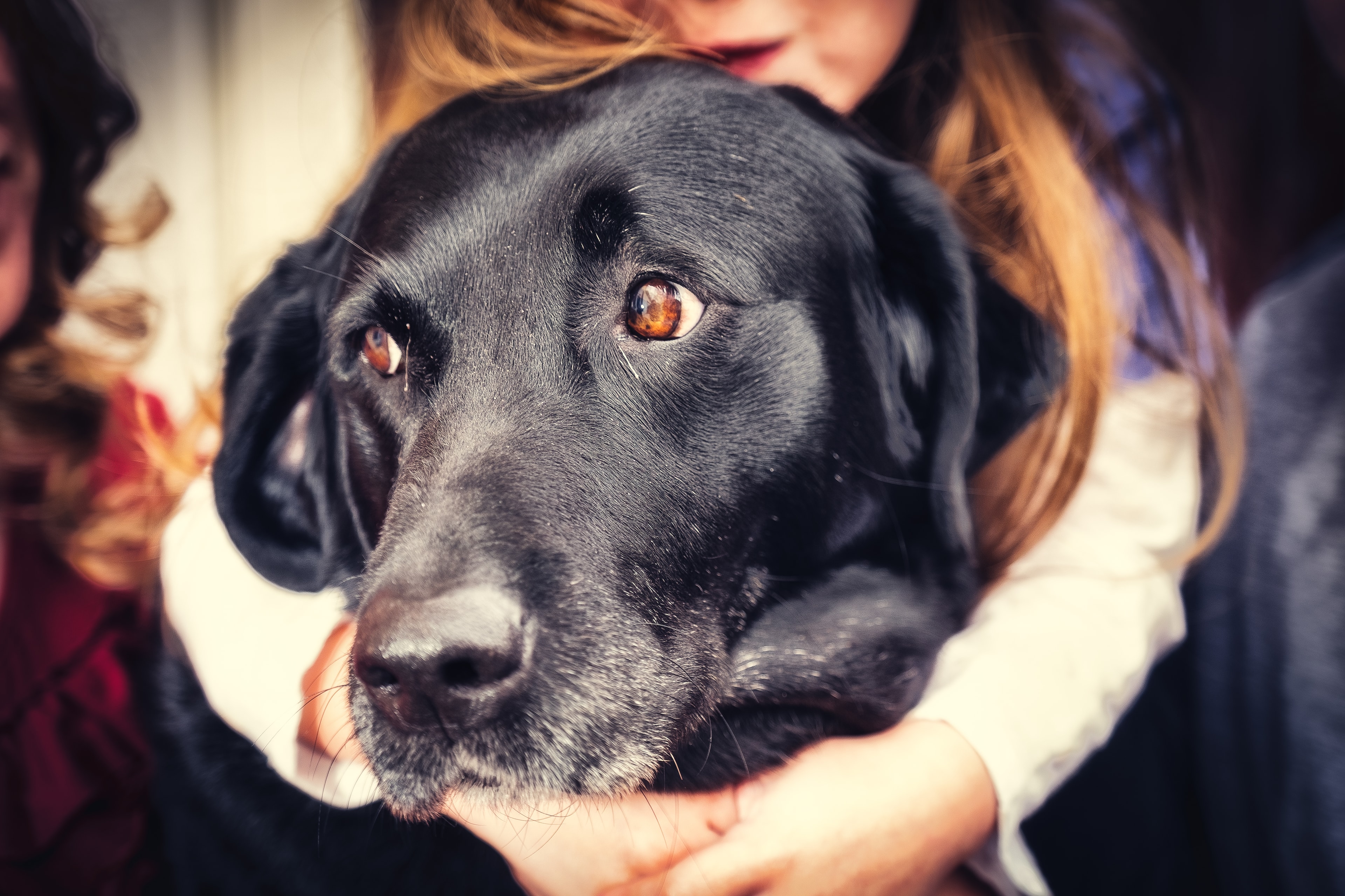 Child hugging a black lab outdoors
